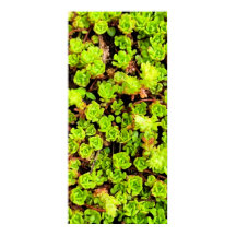 Flores Verdes Suculentas