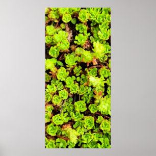 Poster Flores Verdes Suculentas