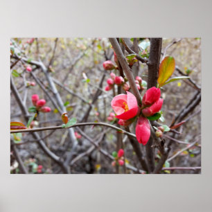 Pôster flores vermelhas