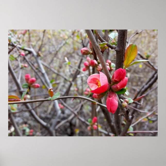Pôster flores vermelhas (Frente)