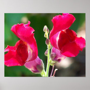 Pôster Flores Vermelhas À Luz Do Sol
