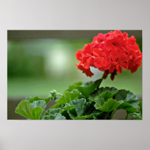 Pôster Flores vermelhas da flor do gerânio