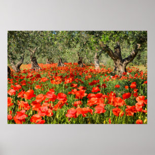 Poster Flores vermelhas da papoila sob oliveiras velhas