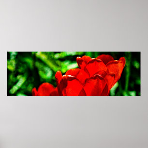 Pôster Flores vermelhas da tulipa