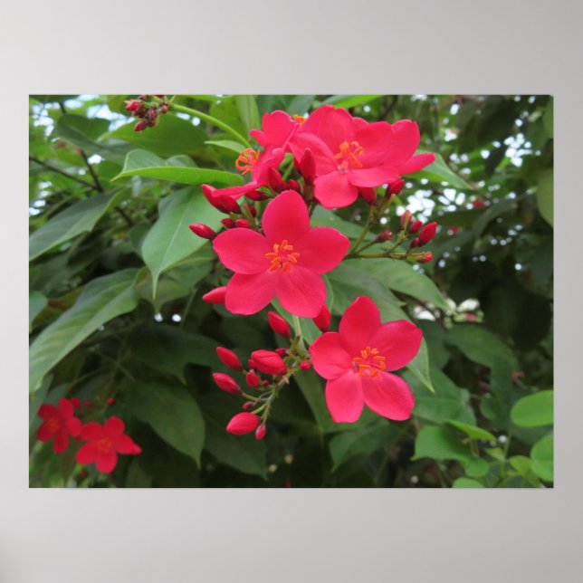Poster Flores Vermelhas de Jatropha (Frente)