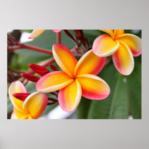 Pôster Flores vermelhas e amarelas 3 do Plumeria