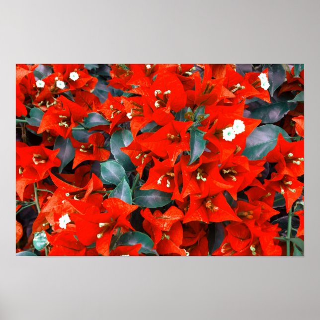 Poster Flores Vibrantes de Bougainvillea Vermelha (Frente)