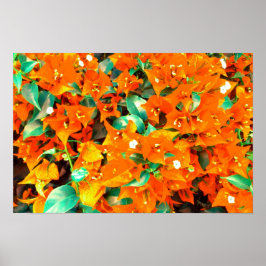 Poster Flores Vibrantes de Laranja Bougainvillea