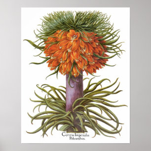 Pôster Flores Vintage de Fritilária Laranja Basilius Besl