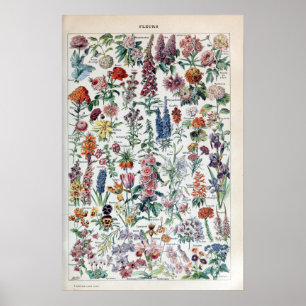 Poster Flores Vintage French Adolphe Millot