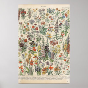 Poster Flores Vintage por Adolphe Millot
