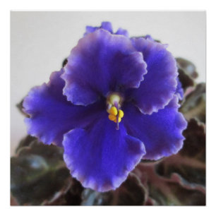Pôster Florescência da violeta africana