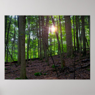 Poster Floresta