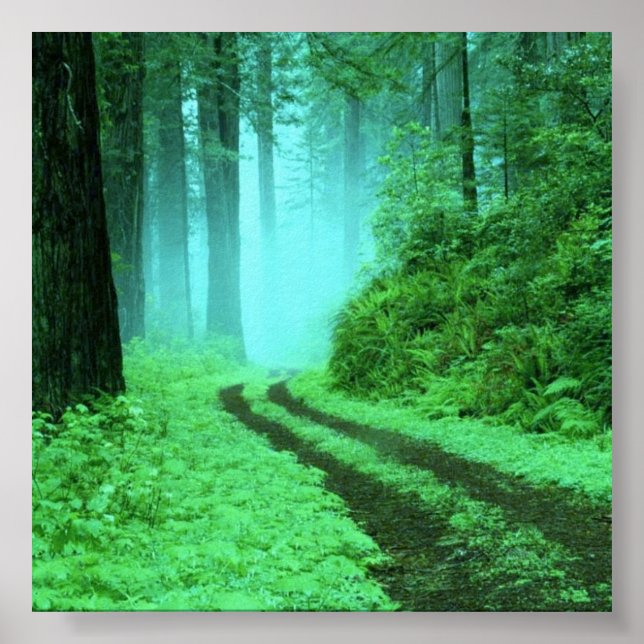 Pôster floresta (Frente)