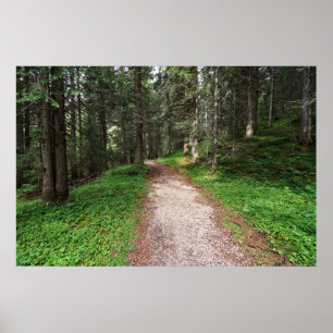 Pôster floresta alpina