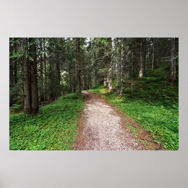 Pôster floresta alpina (Frente)