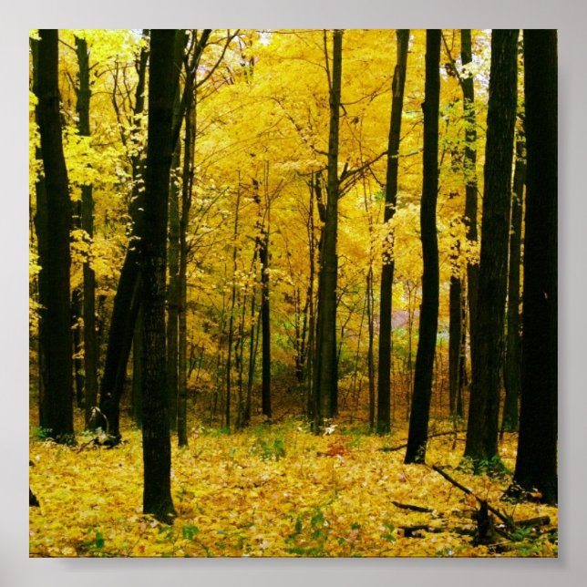 Pôster Floresta Amarela de outono (Frente)