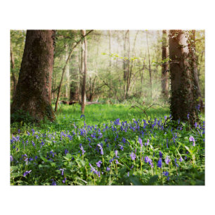 Pôster Floresta azul com flores de campainhas