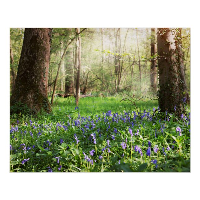 Pôster Floresta azul com flores de campainhas (Frente)