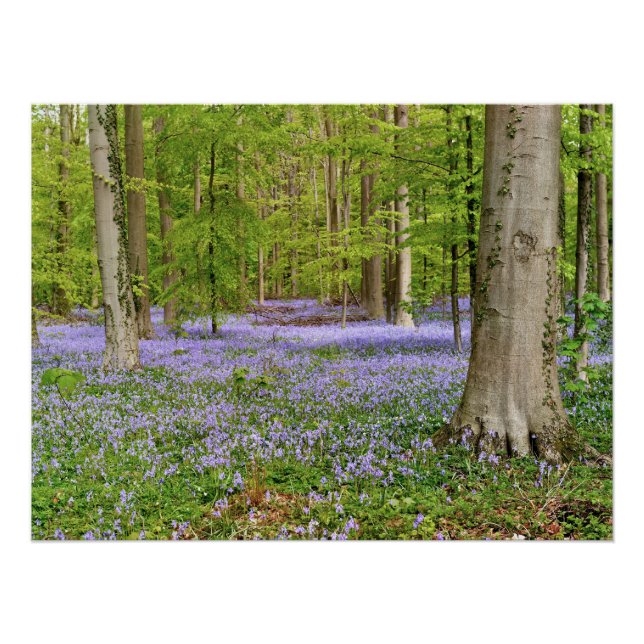Pôster Floresta azul com flores de campainhas (Frente)
