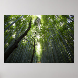 Poster Floresta Bamboo