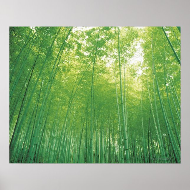 Poster Floresta Bamboo 2 (Frente)