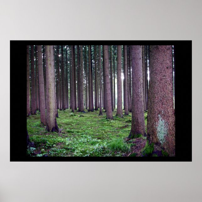 Pôster Floresta Bavária (Frente)