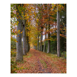Pôster floresta belga na temporada de outono viagem