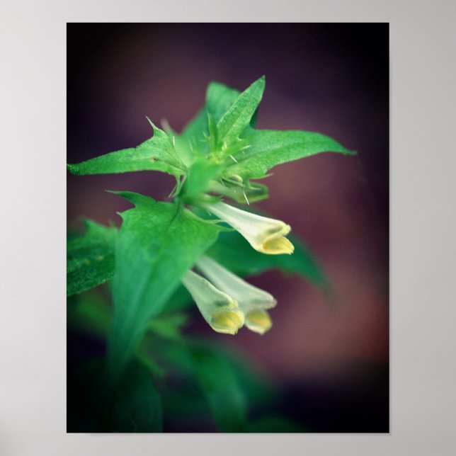 Poster Floresta Branca Pequena Floresta Selvagem Fechar 2 (Frente)