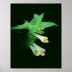 Poster Floresta Branca Selvagem, Fecho de Floresta