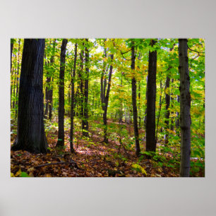 Poster Floresta canadense na luz solar