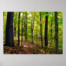 Floresta Canadiana À Luz Do Sol