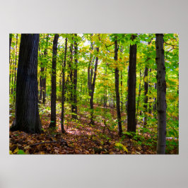 Poster Floresta Canadiana À Luz Do Sol