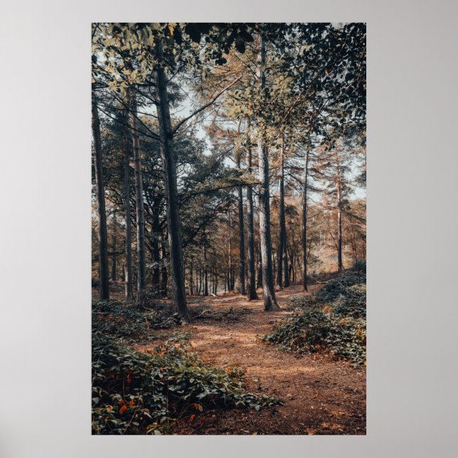 Poster Floresta cênica relaxante (Frente)