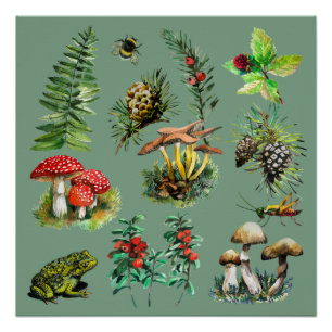 Pôster Floresta, cogumelos selvagens