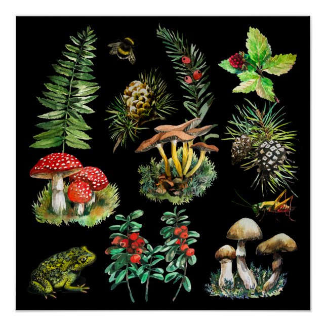 Pôster Floresta, cogumelos selvagens (Frente)