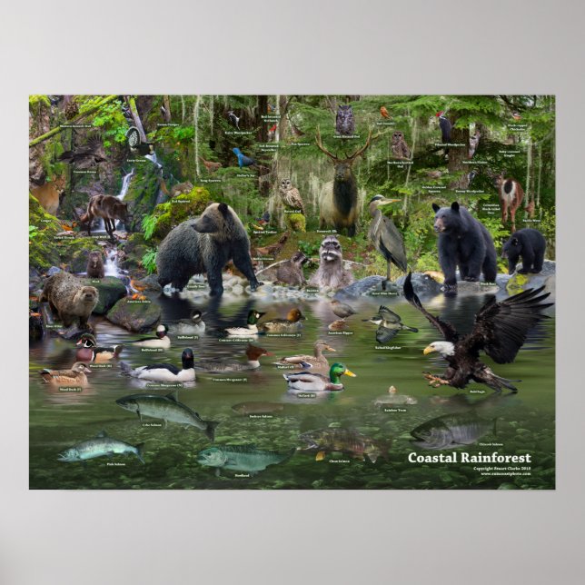Poster Floresta Costeira RainForest iD (Frente)