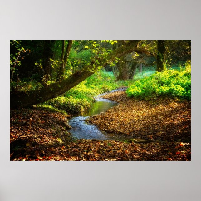 Poster Floresta Creek Belo Paisagem Natural (Frente)