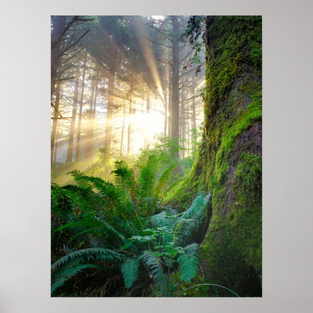 Poster Floresta da Costa Pacífica, Oregon (Frente)