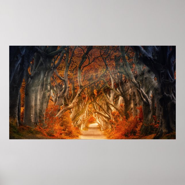 Poster Floresta das árvores do outono entra na floresta (Frente)