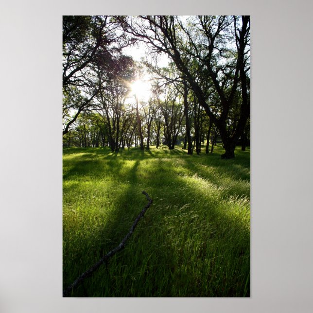 Pôster Floresta das Sombras (Frente)