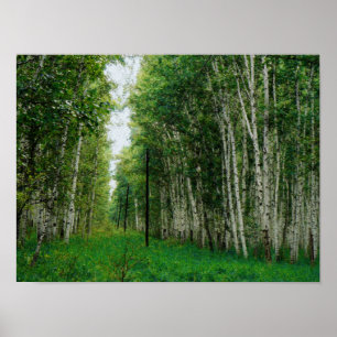 Poster Floresta de Árvore Bela
