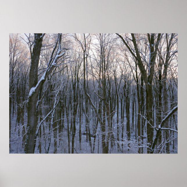 Poster Floresta de Árvores Nevadas (Frente)