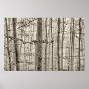 Pôster Floresta de B&W com névoa da manhã atrás das