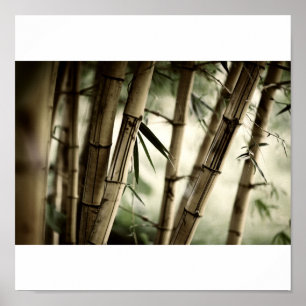 Pôster Floresta de bambu