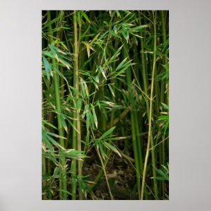 Poster Floresta de bambu