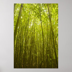 Poster Floresta de bambu perto da trilha Waikamoi Ridge,