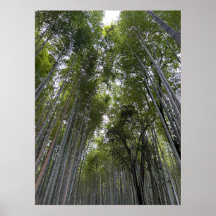 Poster Floresta de Bambu - Quioto