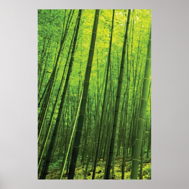 Poster Floresta de Bambu - Zen Art (peça 1 de 3) (Frente)