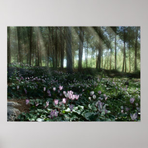 Pôster Floresta de Ben Shemen em Israel, Terra Santa